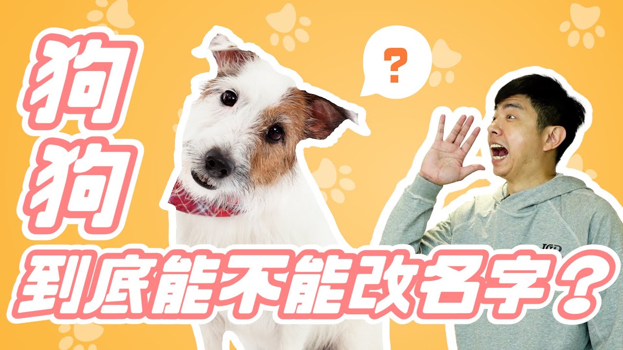 PALAOPO STUDIO - 熊爸估狗 狗狗到底能不能改名字